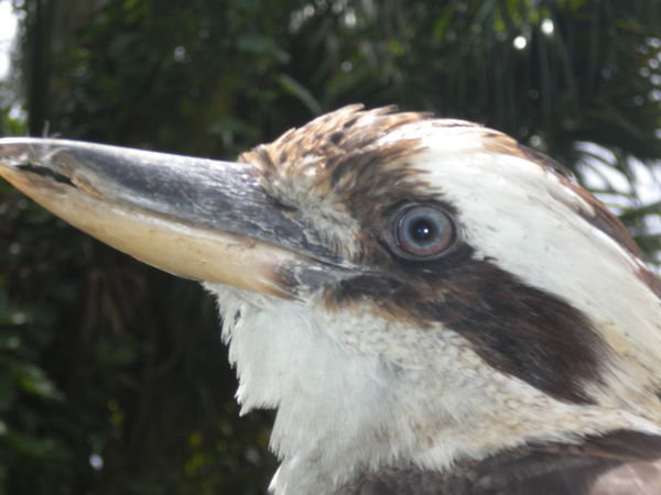 kookaburra4