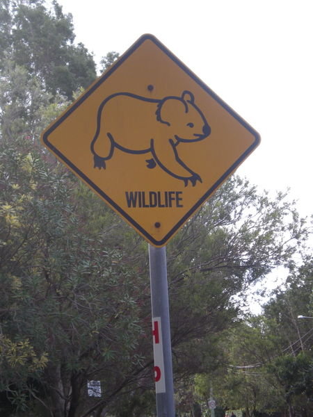 Koala Sign 2