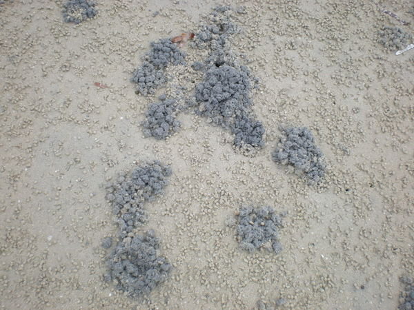 Crab holes