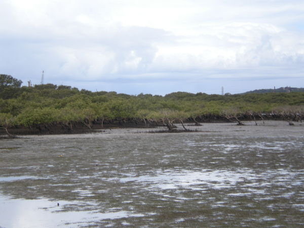 Mudflats and Mangroves