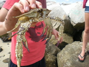 Big Crab