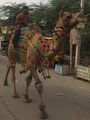 Annual Camel Fair