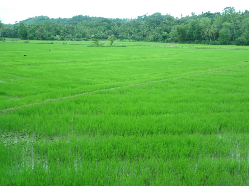Greenest Rice fields in the world