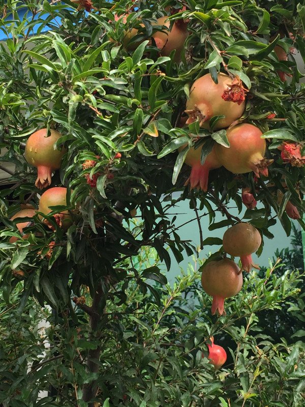 Pomegranates Grove
