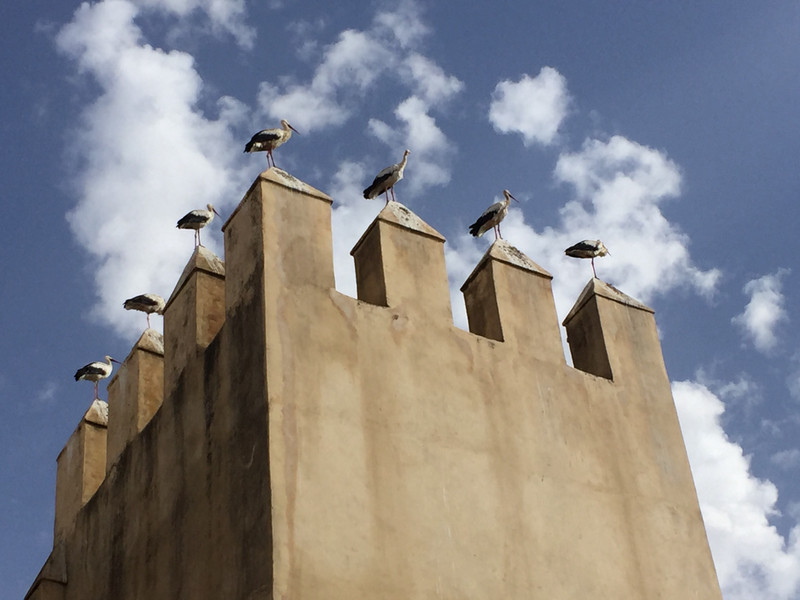 storks waiting for their king.