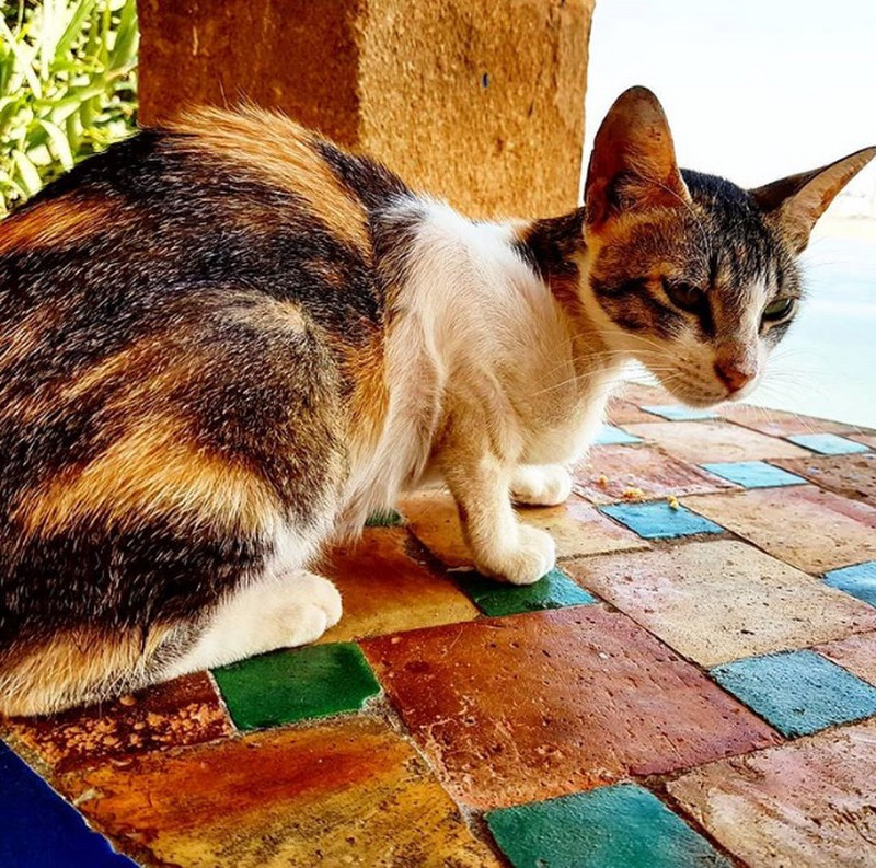 Rabat Cat