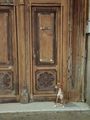 Dog in a Doorway Barcelona