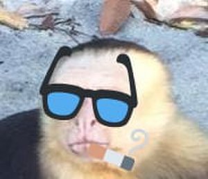 Gangster Beach Monkey