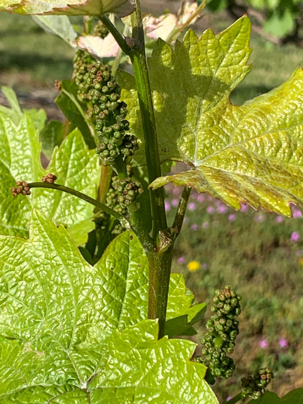 Grape clusters forming in early June