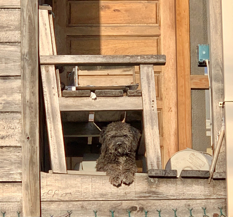 Dog in a Doorway - Belize