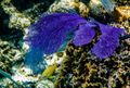 Stunning Corals