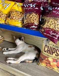 Cats in the chips