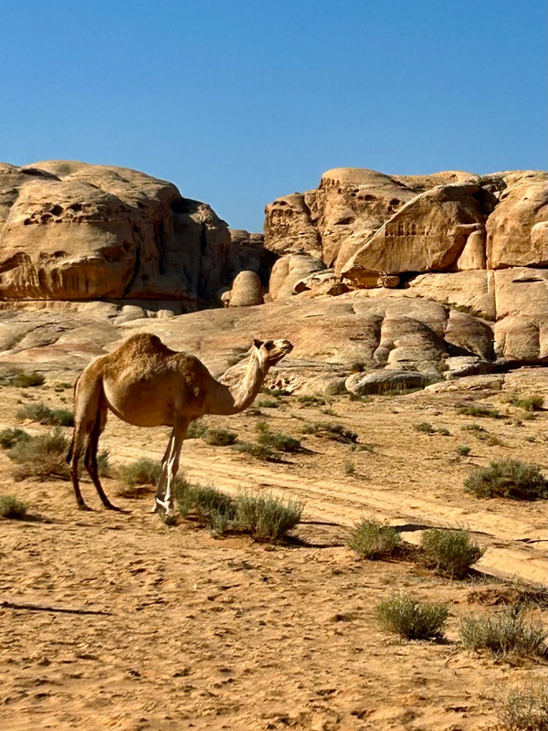 Sneaky Desert Camel