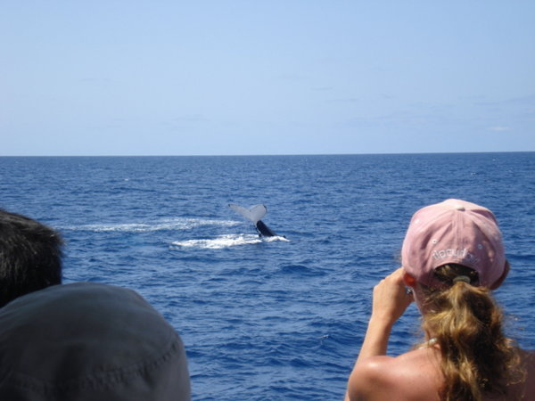 humpback whales near Agnes Water
