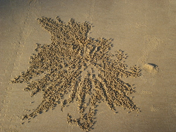 artistic crabs