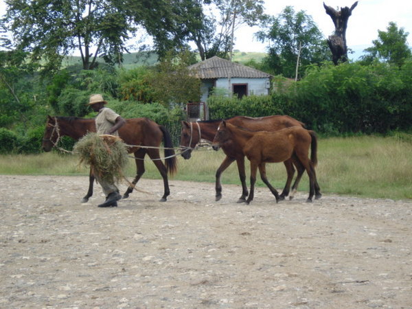 main transport in Baracoa
