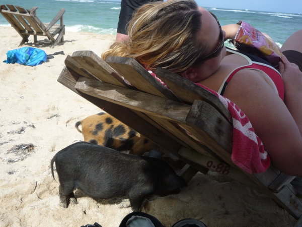 baracoa beach pigs