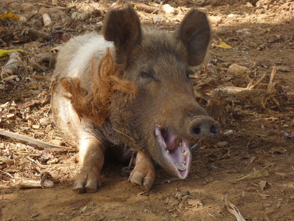 pig in mud