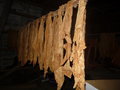 tobacco drying
