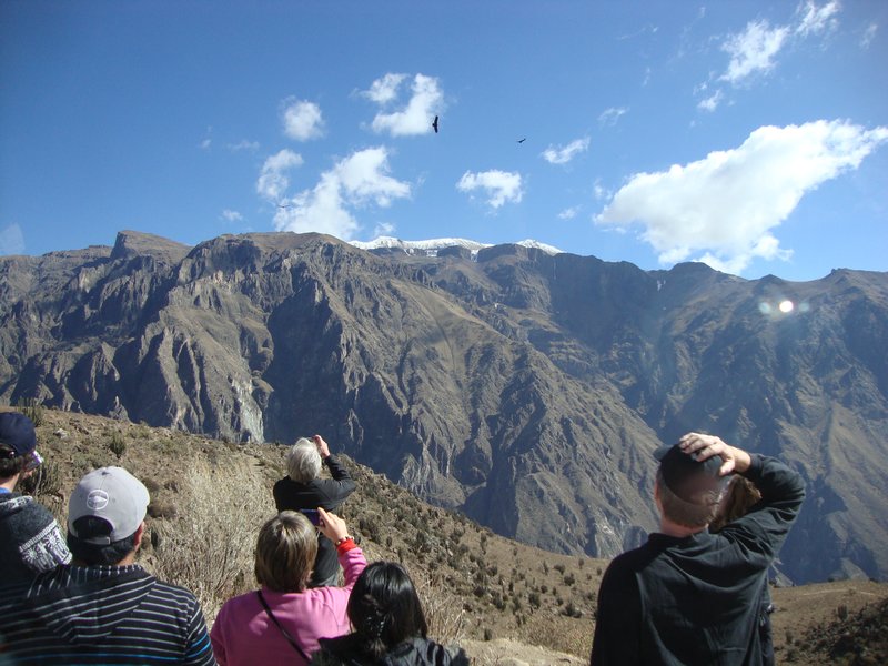 Condors of Colca canyon