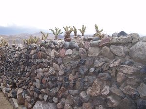 Cactus security