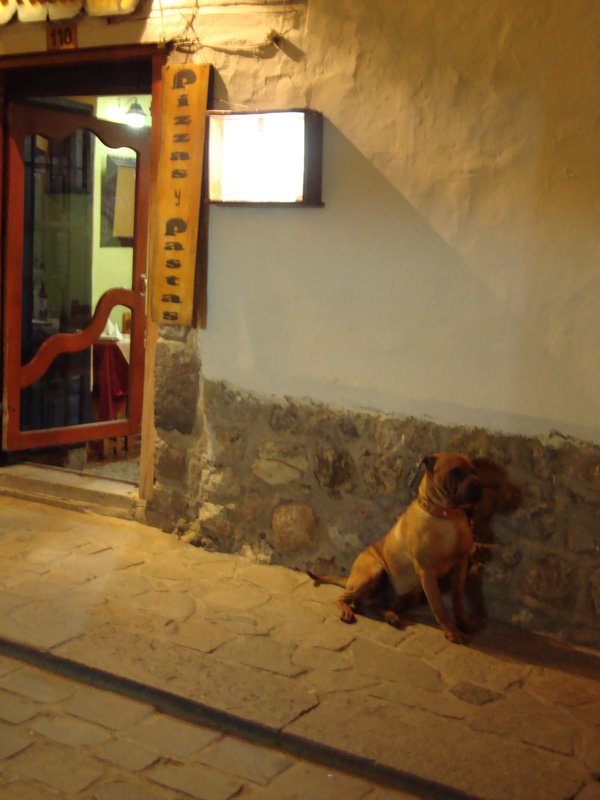 Cusco dog in a doorway