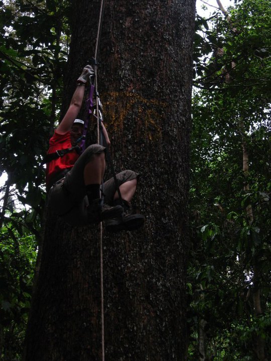 Ricola climbing a nut tree