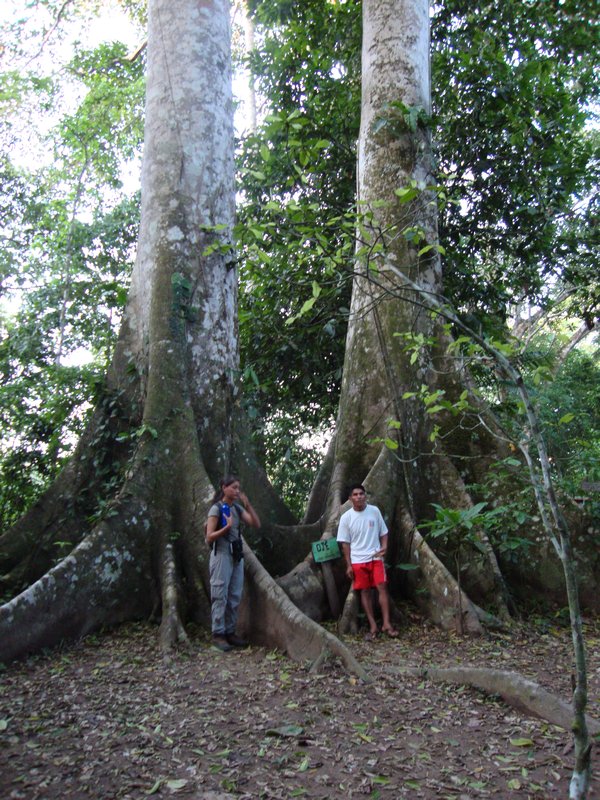Trees of Amazon