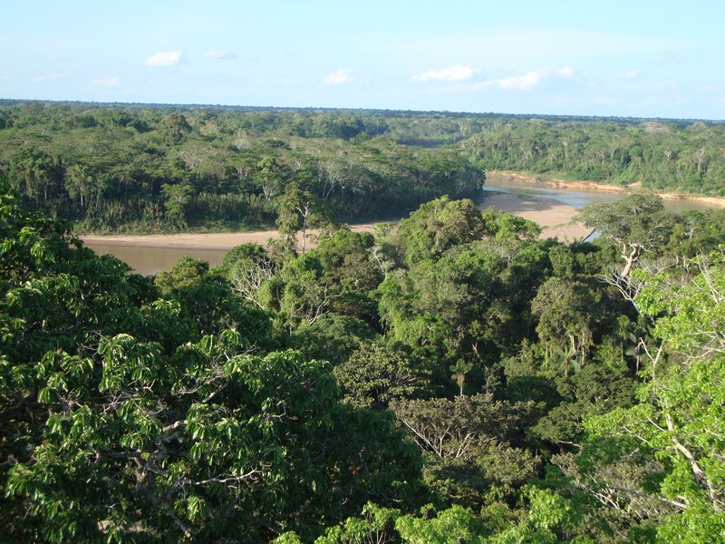 Stunning Amazon Canopy