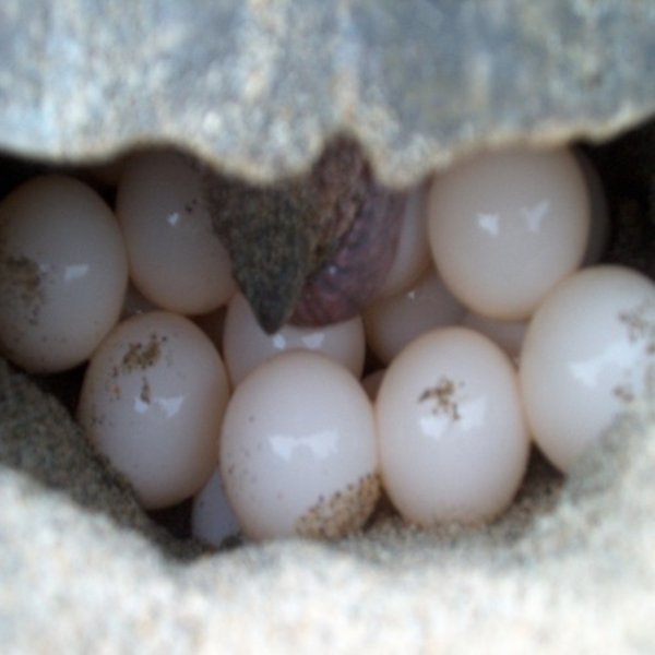 Loggerhead laying eggs