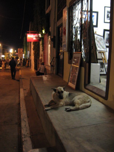 San Jose del Cabo Dog in a Doorway