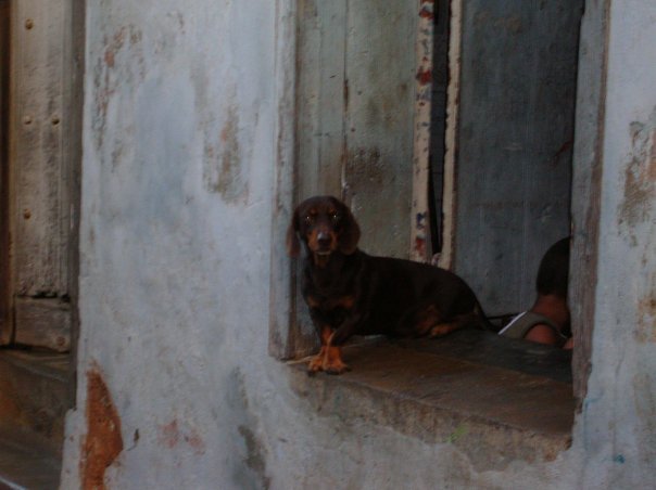Baracoa Dog in a Doorway