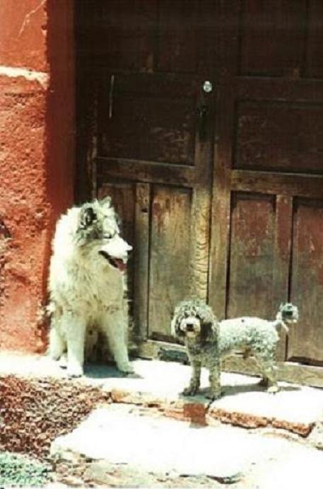 San Miguel Dog in a Doorway