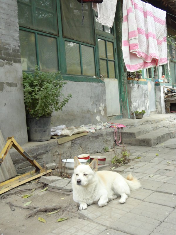 China Dog in a Doorway