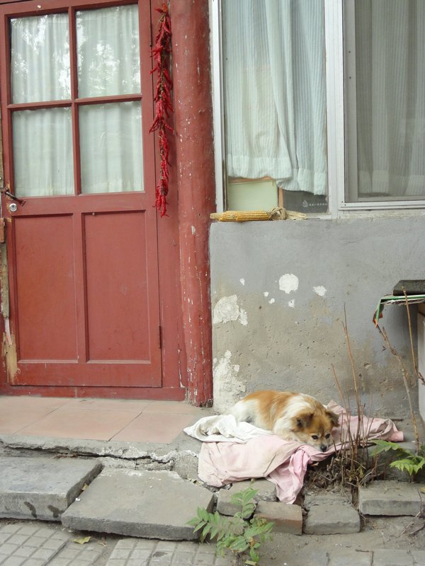 Beijing Dog in a Doorway