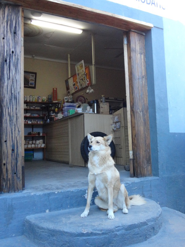 Namibia dog in the doorway