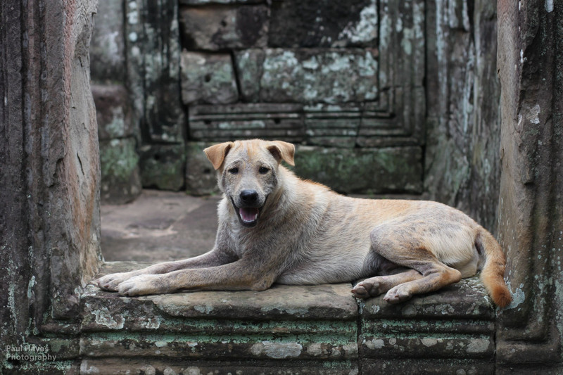 Angkor Wat Dog in the Doorway