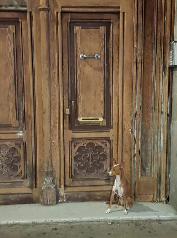 Barcelona Dog in a Doorway