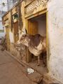 Cow in a Doorway - India