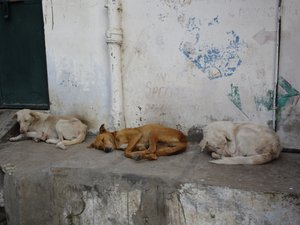 Pushkar Dogs in a Doorway