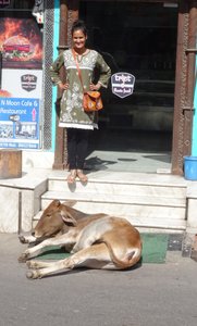 Rajasthani Cow in a Doorway