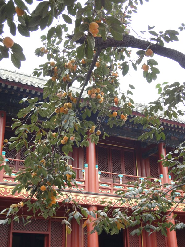Persimmons Dripping off the Trees
