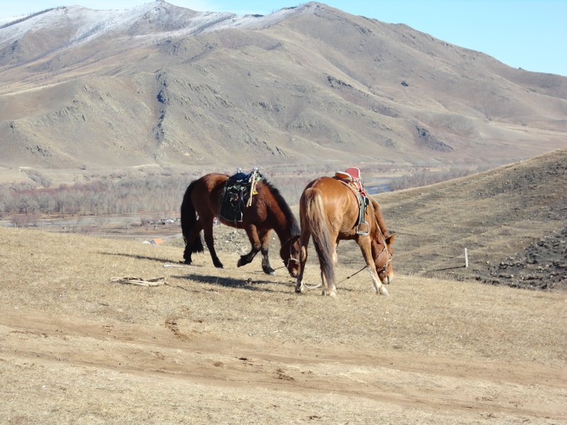 Unruly Mongolian Ponies