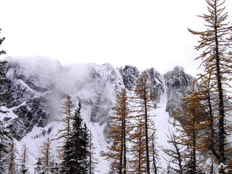 Larch forest against the mountains