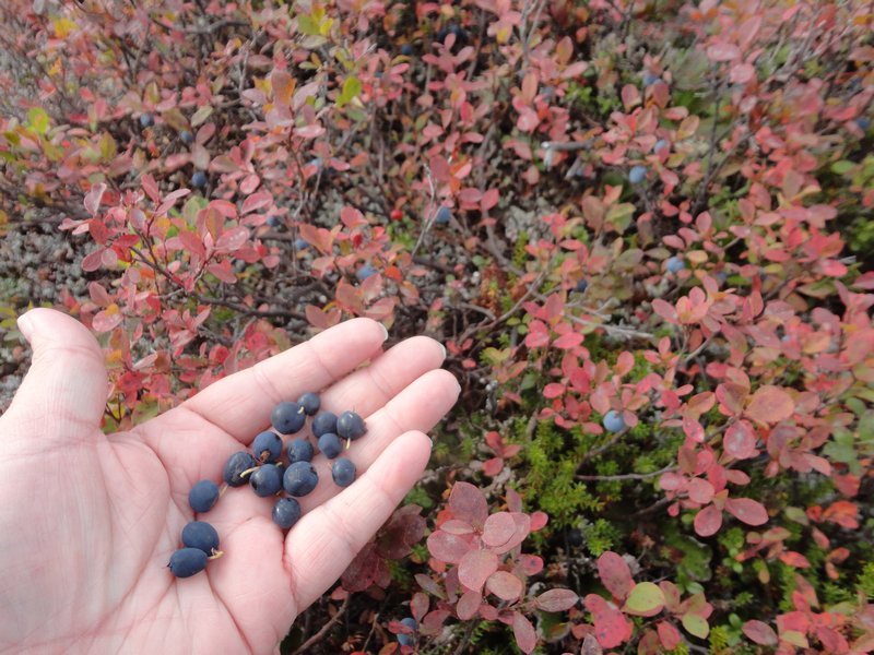 Wild Blueberries on the Denali