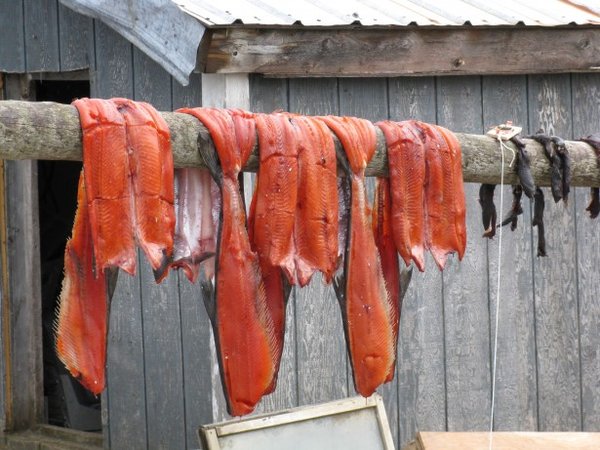 Drying Salmon for winter