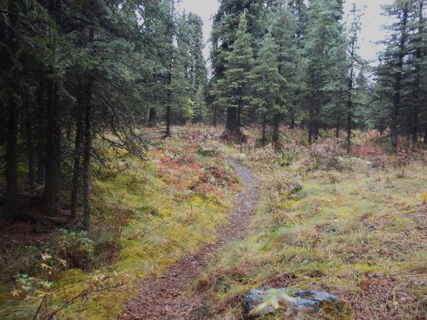 Trails through black spruce forest