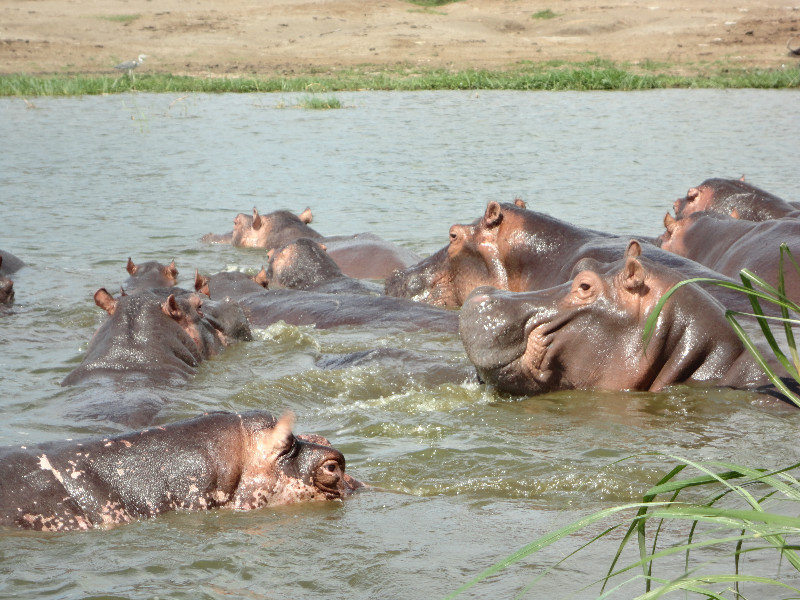 A bloat of hippos