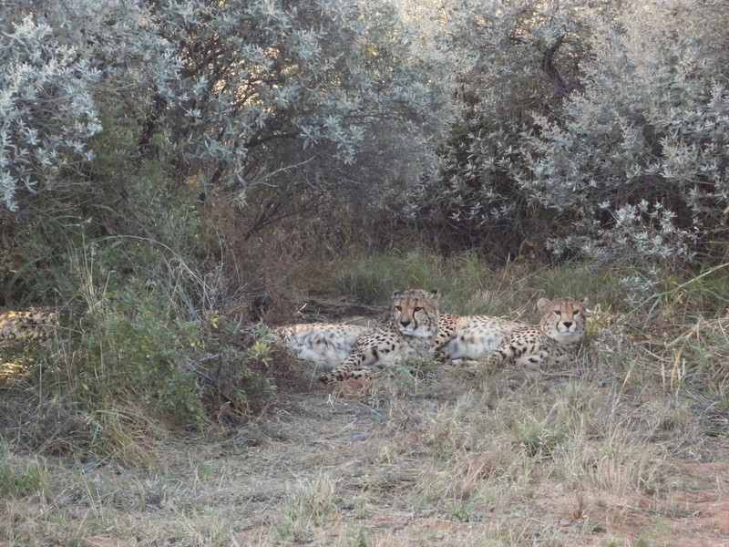 Cheetahs chilling