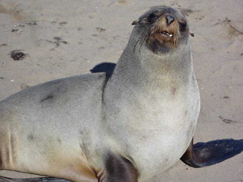Snaggletooth the Seal